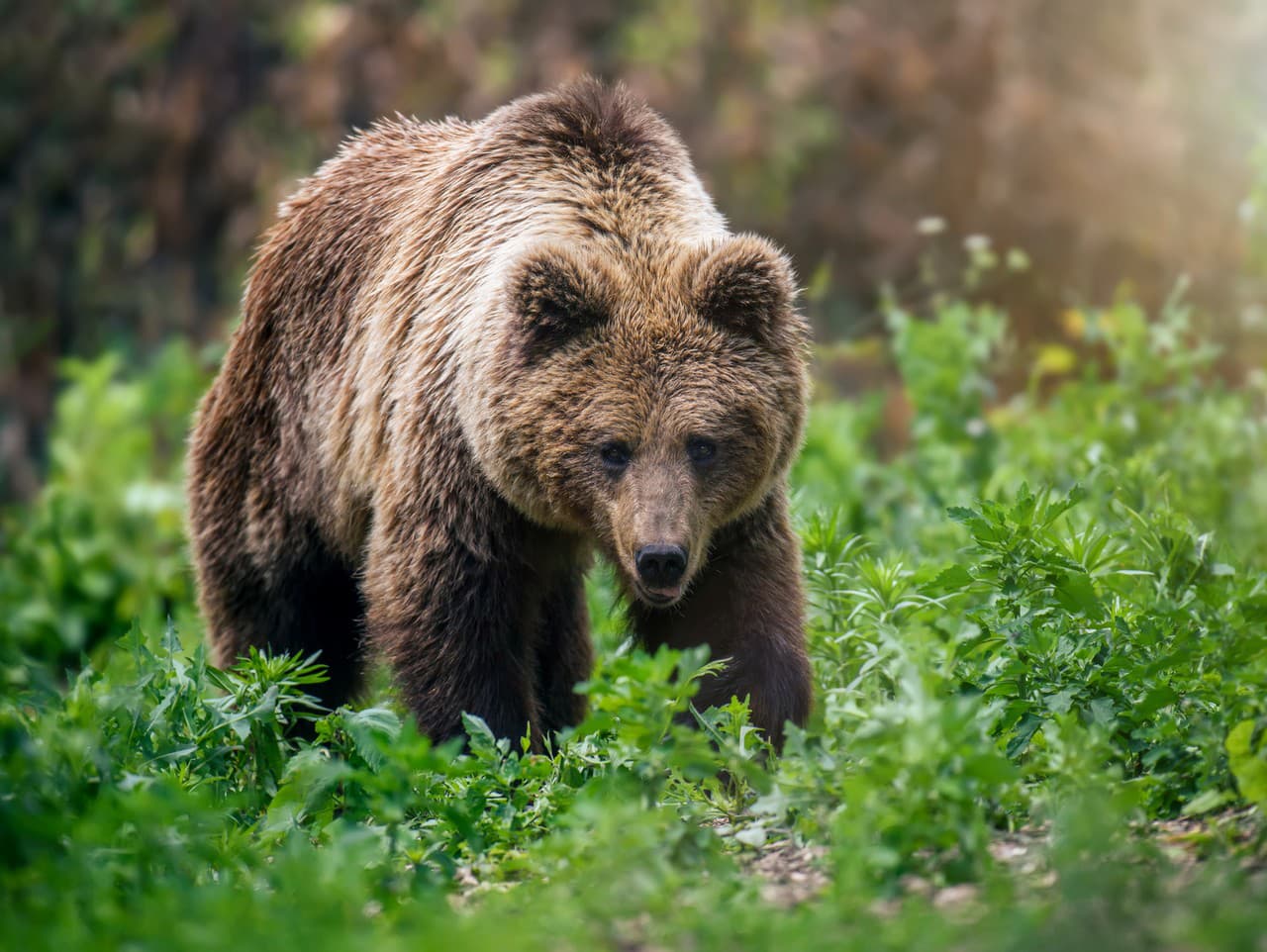 Ilustračný obrázok