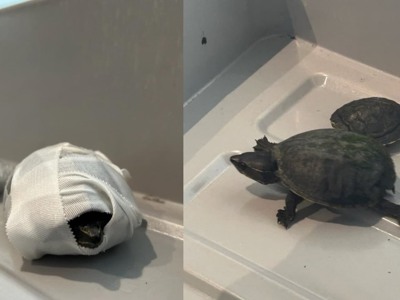 Nezvyčajný pokus o pašovanie zvierat sa odohral na medzinárodnom letisku v Miami