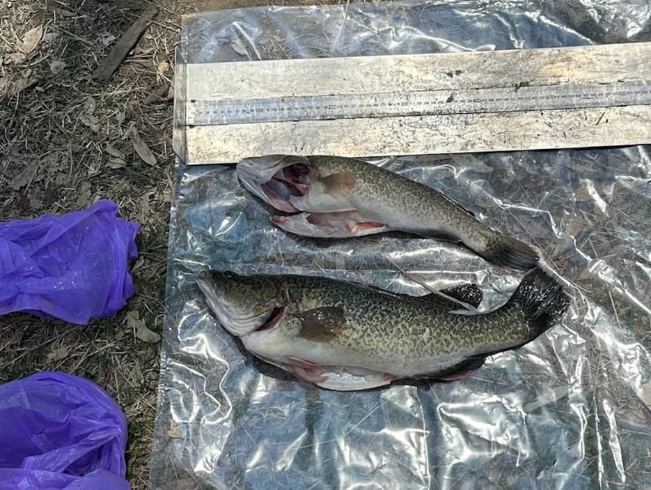 Dve ryby druhu Murray cod boli menšie než zákonom povolená veľkosť