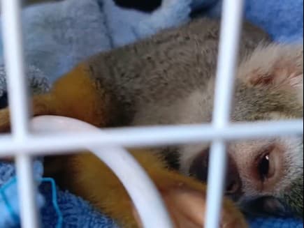 Návštevníci kŕmili opičku sušienkami s čokoládou