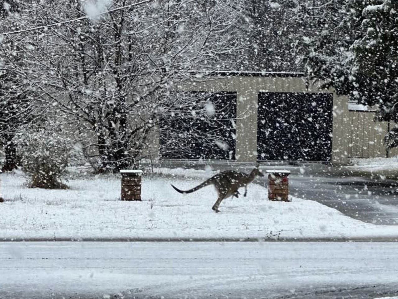 Východ Austrálie sužuje neobvyklé sneženie aj prehánky
