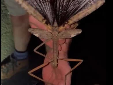 Vedci v Austrálii objavili obrovskú pakobylku, má 40 centimetrov