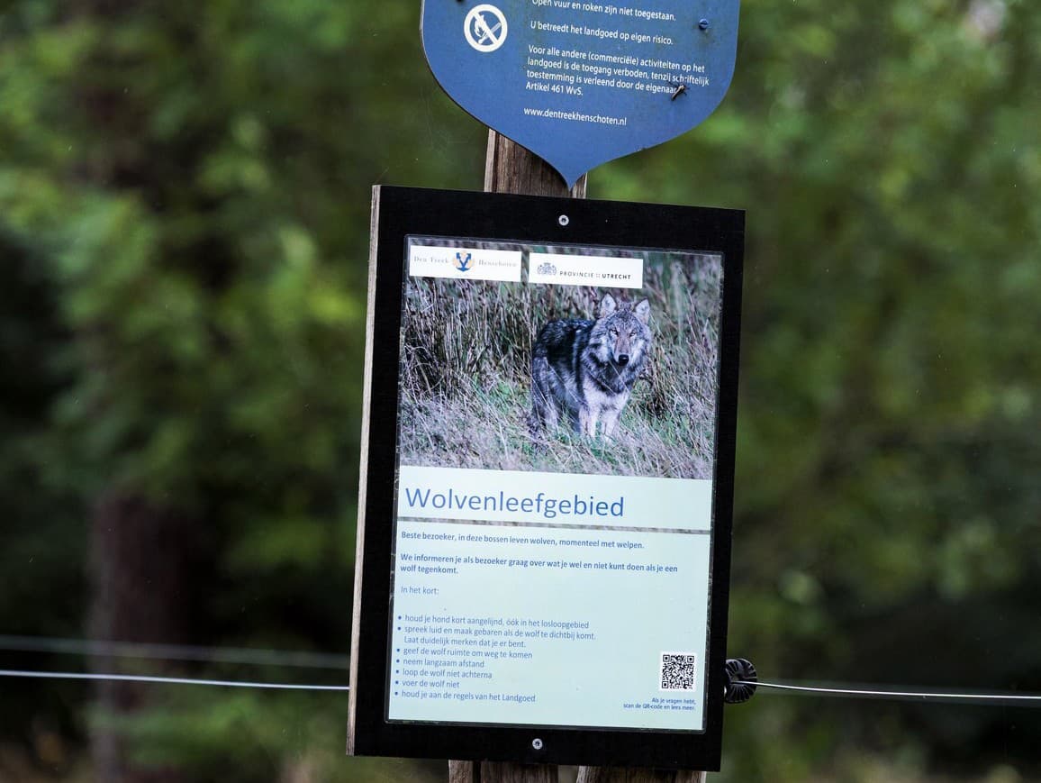 Dieťa pohrýzol a odtiahol vlk, keď sa hralo na ihrisku. Panstvo má podozrenie, že ide o toho istého „problémového vlka“, ktorého chce Utrecht zastreliť.