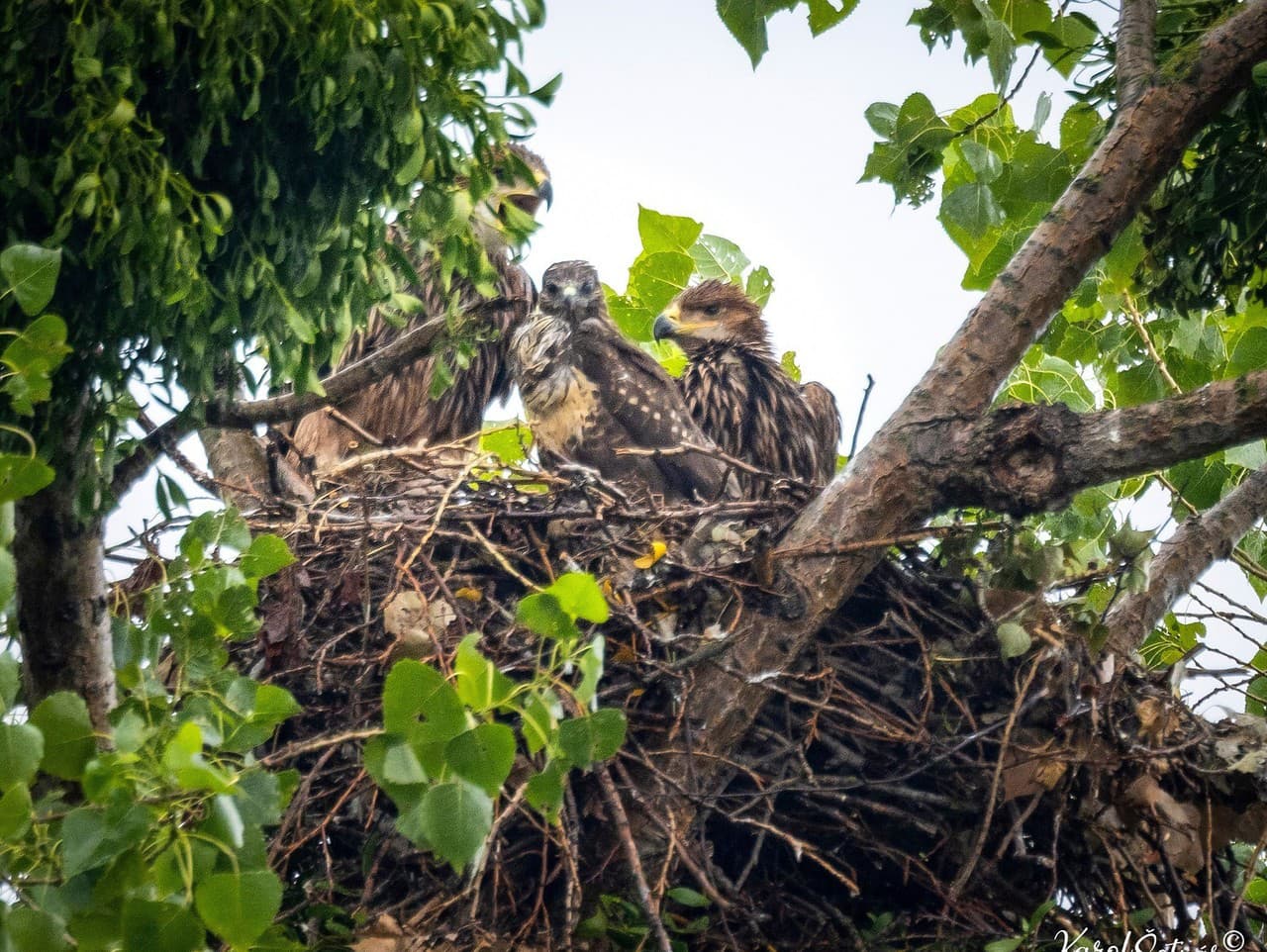 Dvaja bratia prijali cudzinca ako vlastného