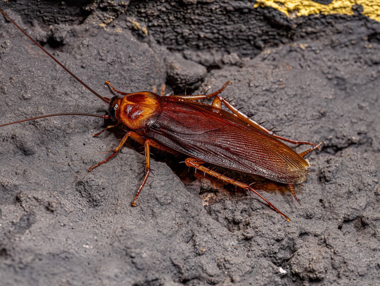 Americký šváb -  Ilustračné foto