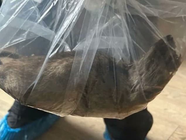 Šokujúci nález vyvolal v obci Normanby obavy z nekontrolovaného šírenia hlodavcov