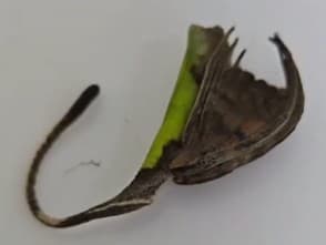 V juhozápadnej Indii objavili pred desiatimi rokmi zvláštneho pavúka