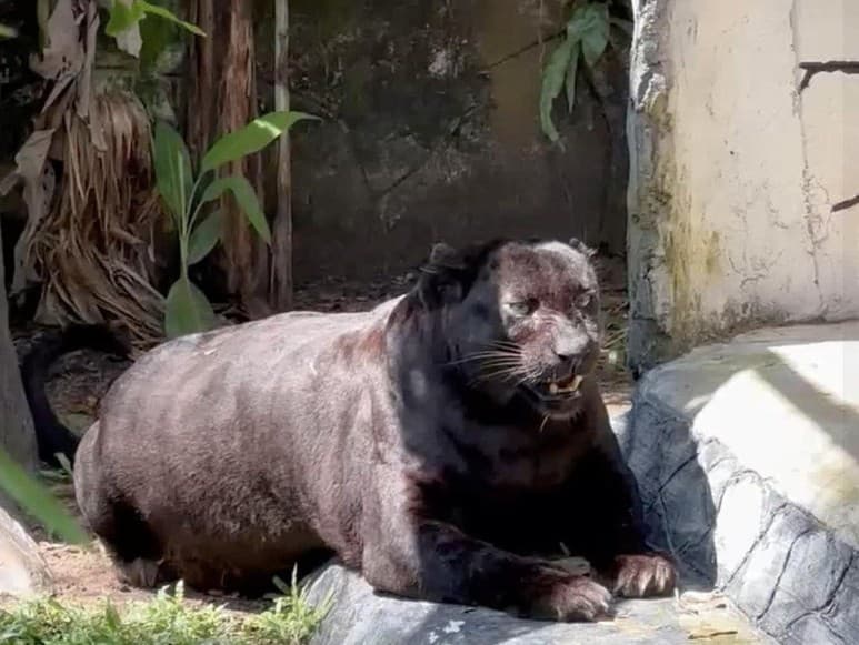 Extrémne vypasený čierny panter Apoh