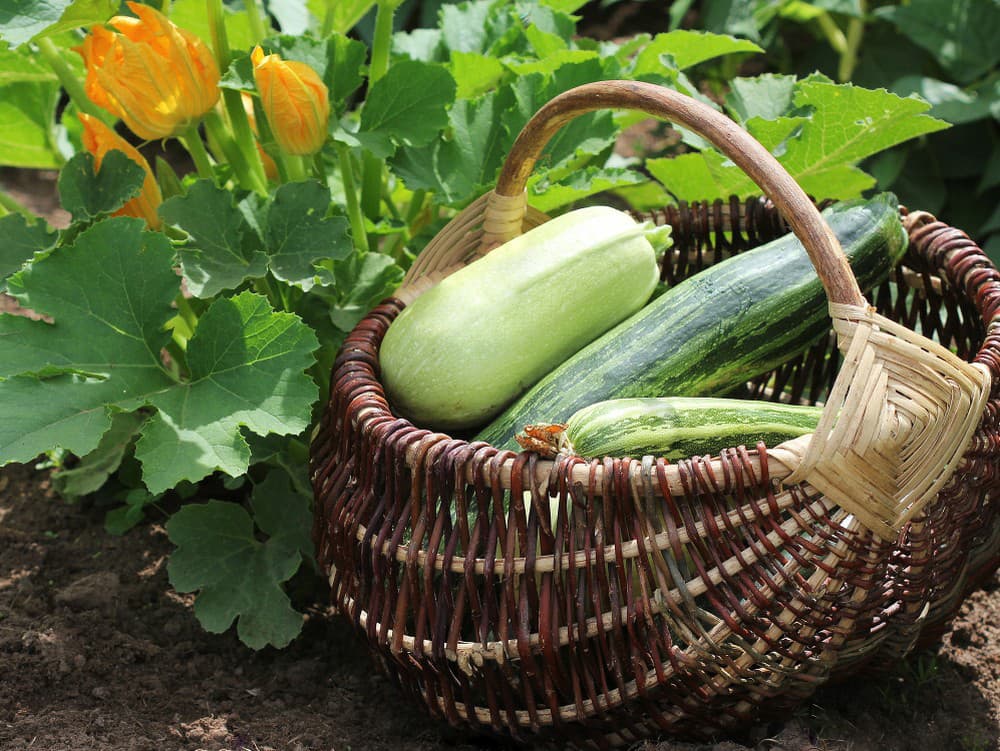 Ilustračný obrázok