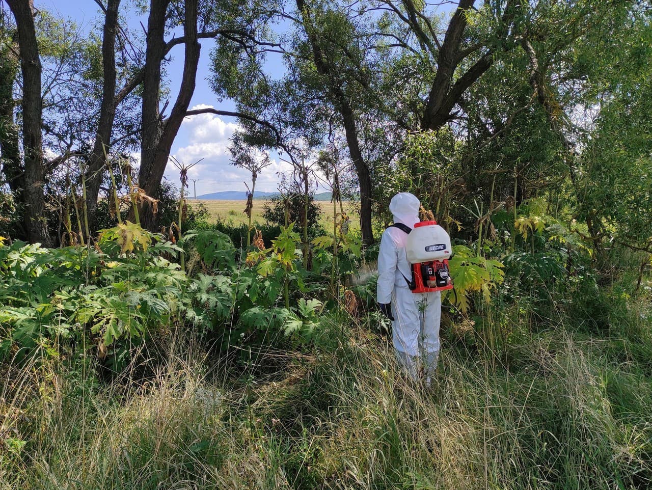 Správa CHKO Poľana zaznamenala masívny výskyt mimoriadne nebezpečnej byliny