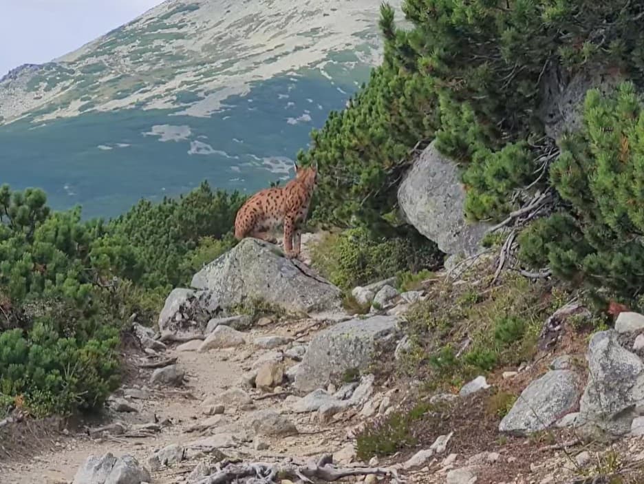 Ilustračný obrázok