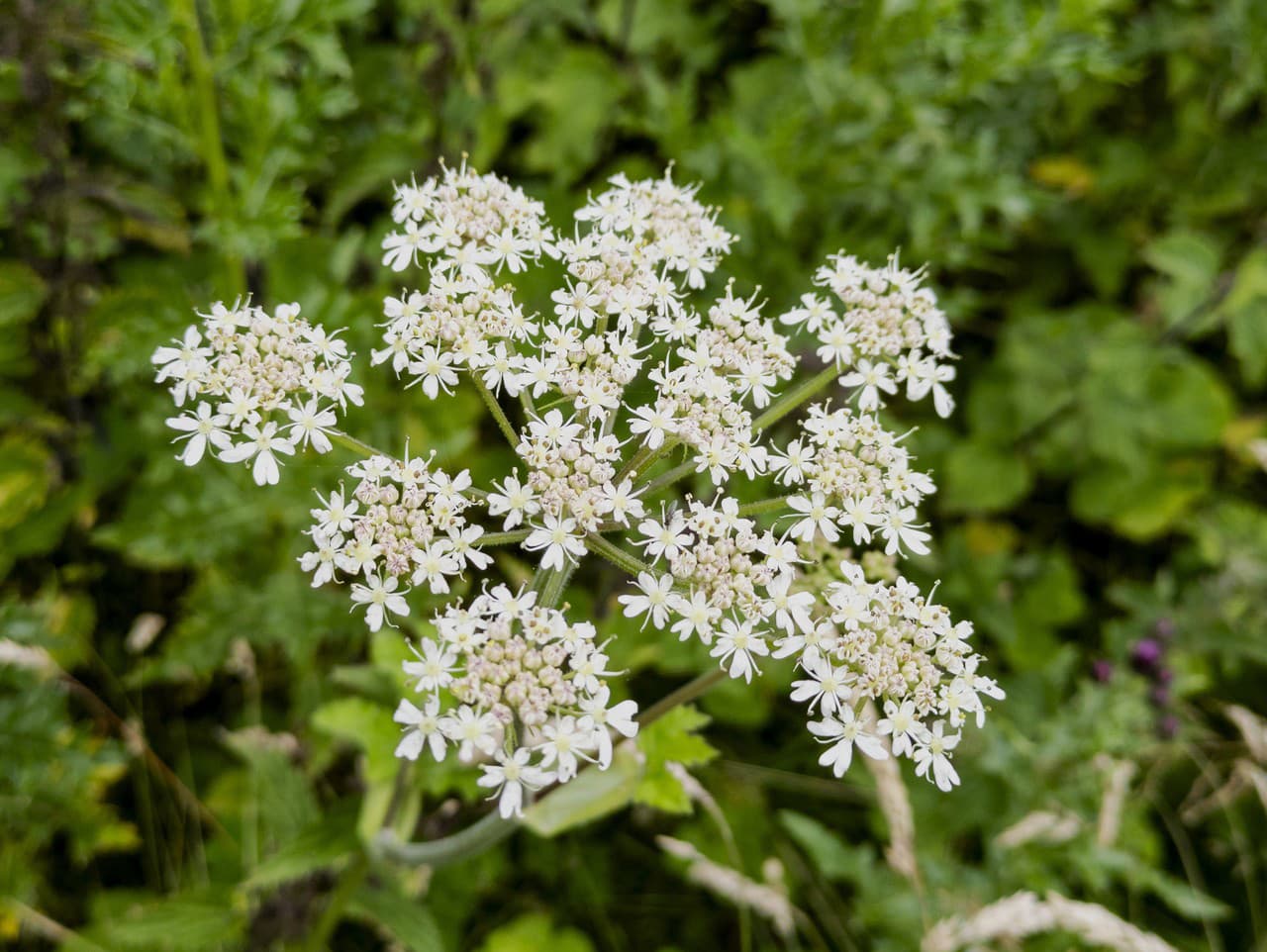 Boľševník obyčajný