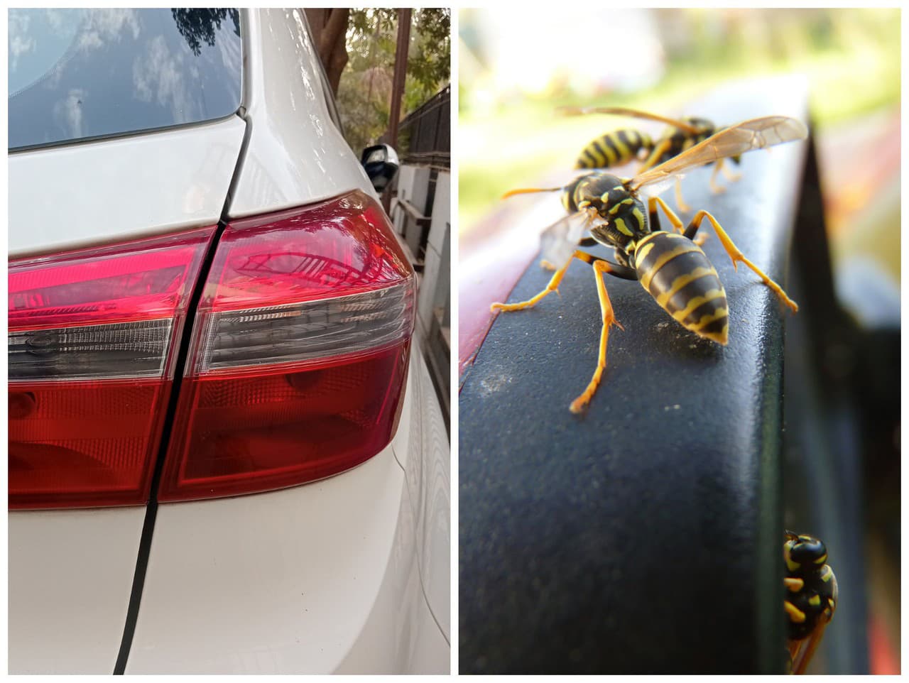 Vodič sa premával na aute opitý a osy použil ako výhovorku.