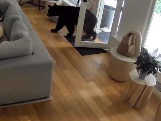 Zhruba dvojkilový psík sa stal virálnou senzáciou po tom, čo vyhnal z nehnuteľnosti svojej majiteľky čierneho medveďa