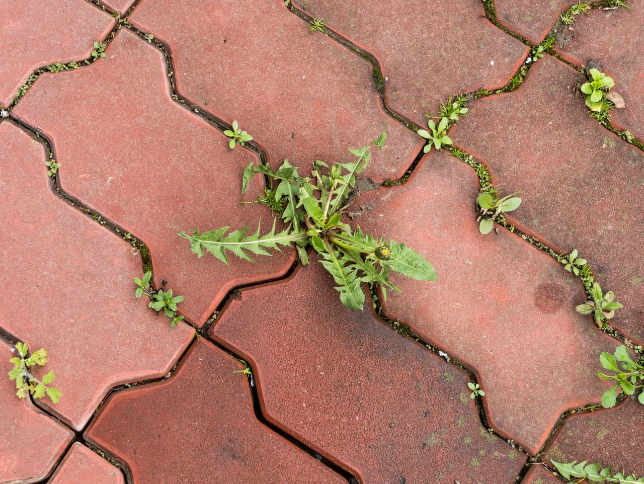 Nepríjemná burina medzi zámkovou dlažbou vie poriadne potrápiť