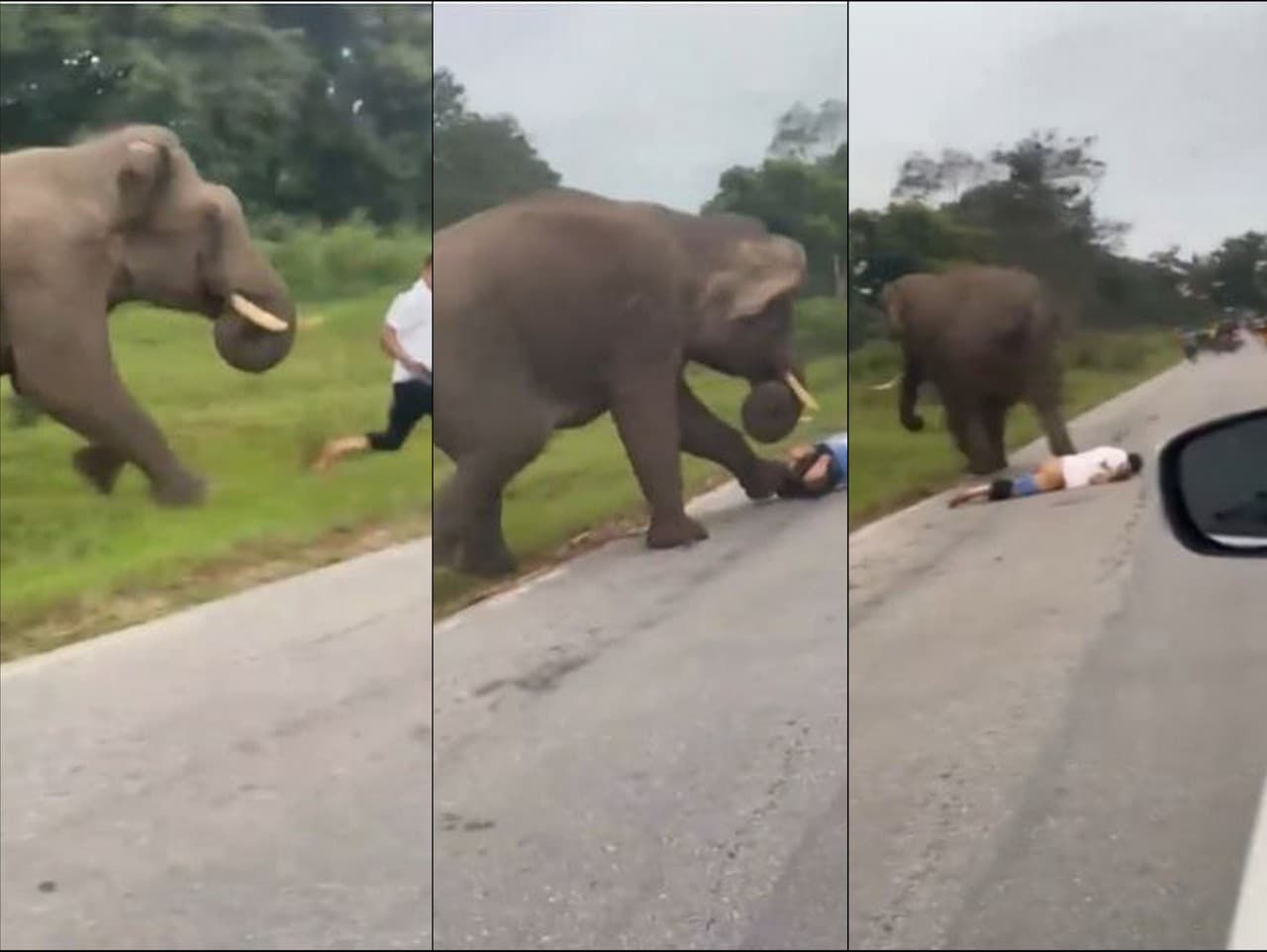 Slon udupal muža, ktorý si s ním chcel urobiť selfie.