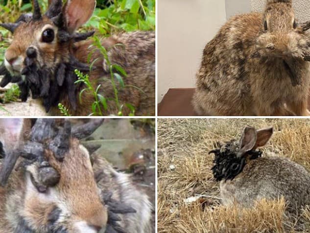 V americkom Colorade sa objavujú čoraz častejšie bizarné králiky s čiernymi rohmi a chápadlami vyrastajúcimi z tváre