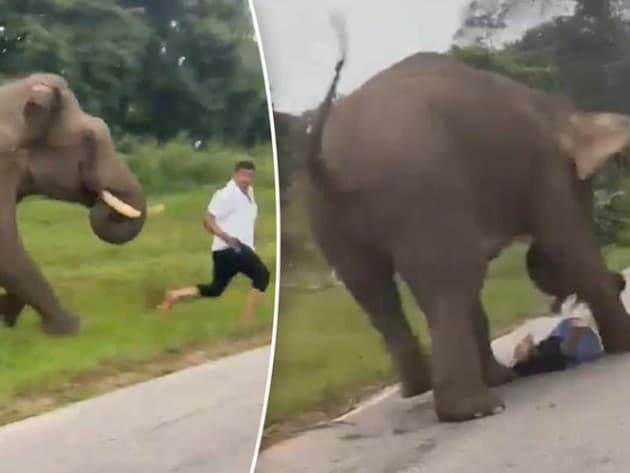 Nelegálny vstup do chránenej oblasti a snaha o selfie so slonom , stáli indického turistu takmer život