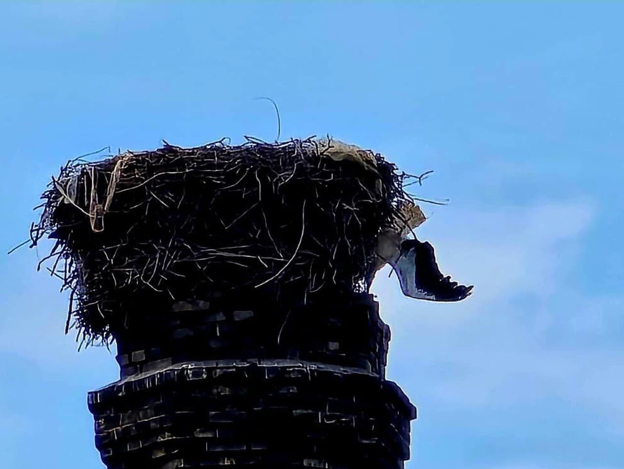 Hasiči pomohli zachrániť bociana v Piešťanoch