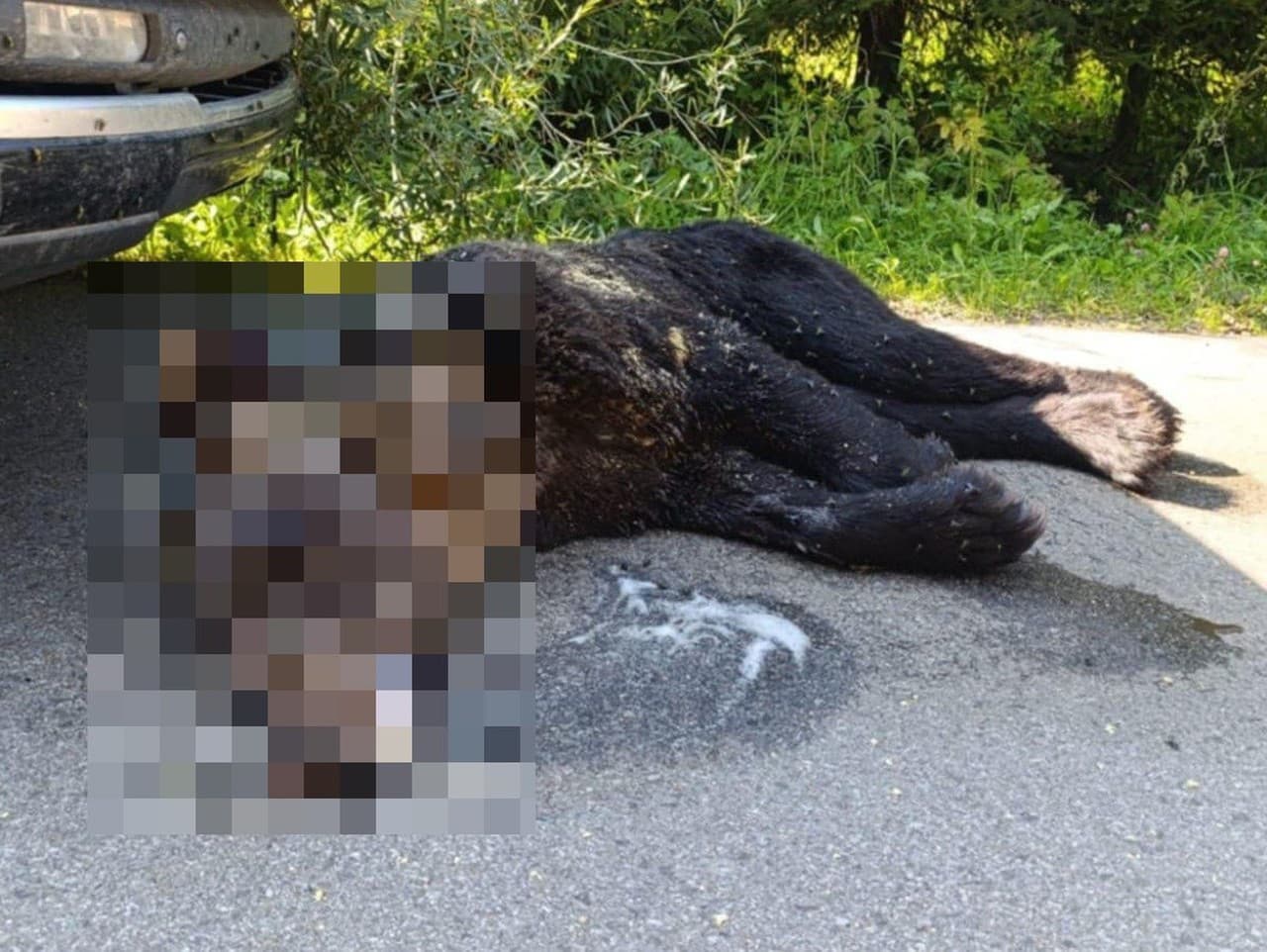 Poliaci vyšetrujú smrteľné postrelenie chráneného medveďa. 