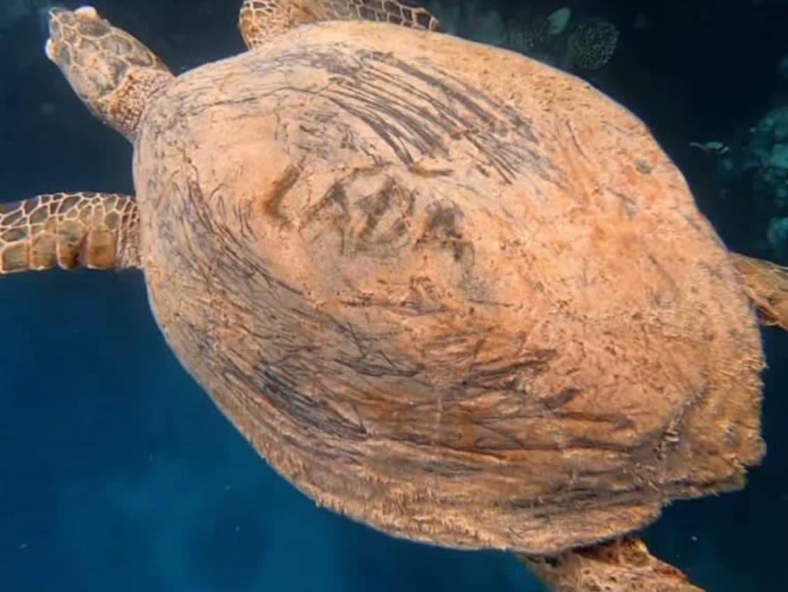 Niekto v egyptskom letovisku Marsa Alam vyryl vodnej korytnačke na pancier meno 