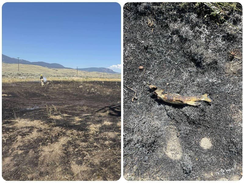 Kuriózny prípad pre hasičov, orol morský, ktorý si ulovil rybu, ju počas letu upustil priamo na elektrické vedenie