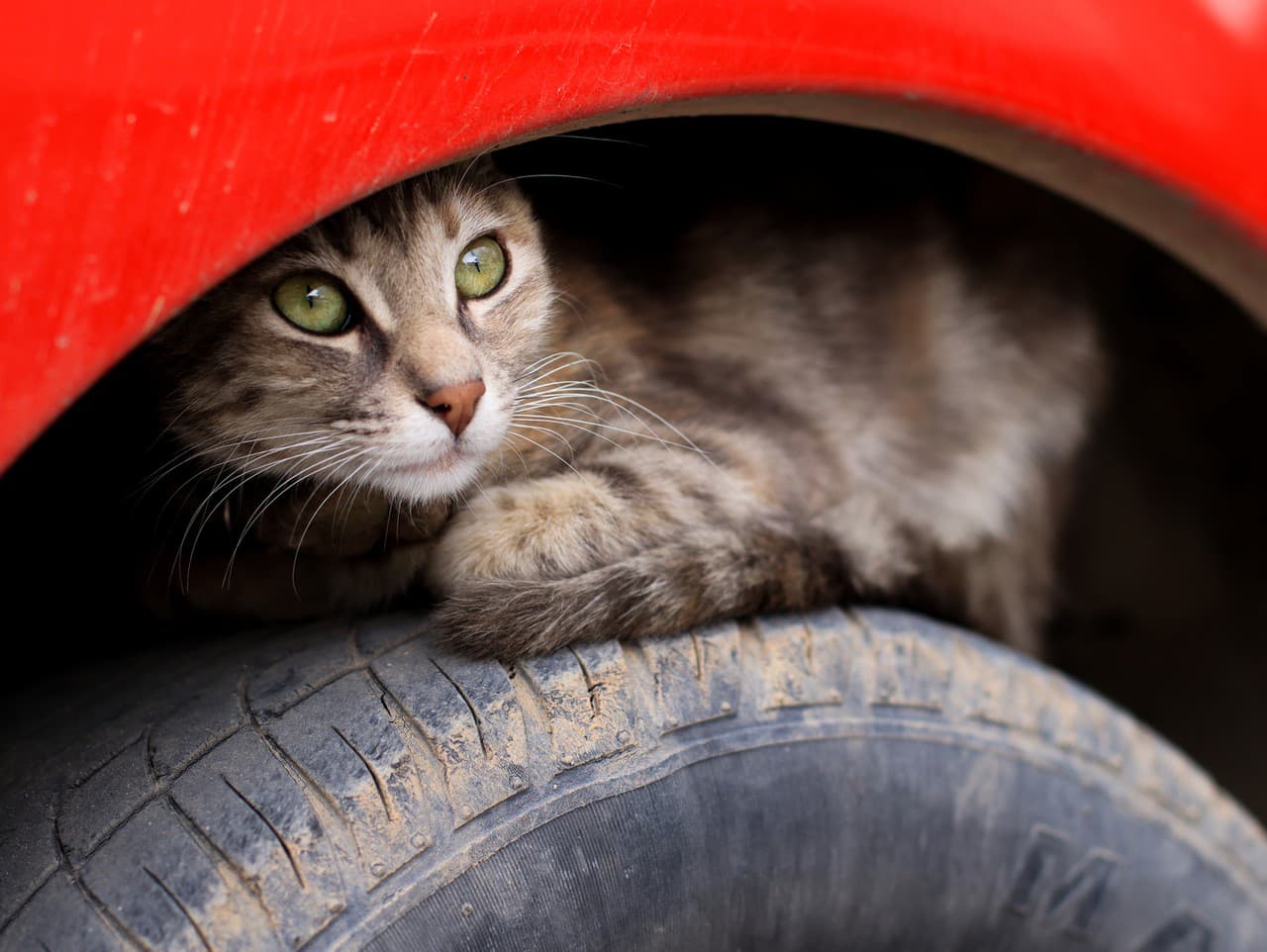 Mačka menom Blue sa neplánovane vydala na stovky kilometrov dlhý výlet z Poľska až do Chorvátska.
