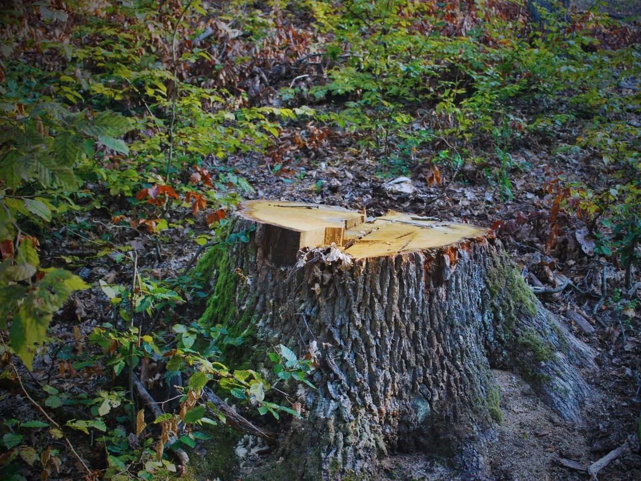 Muž nelegálne vyrúbal takmer 400 stromov