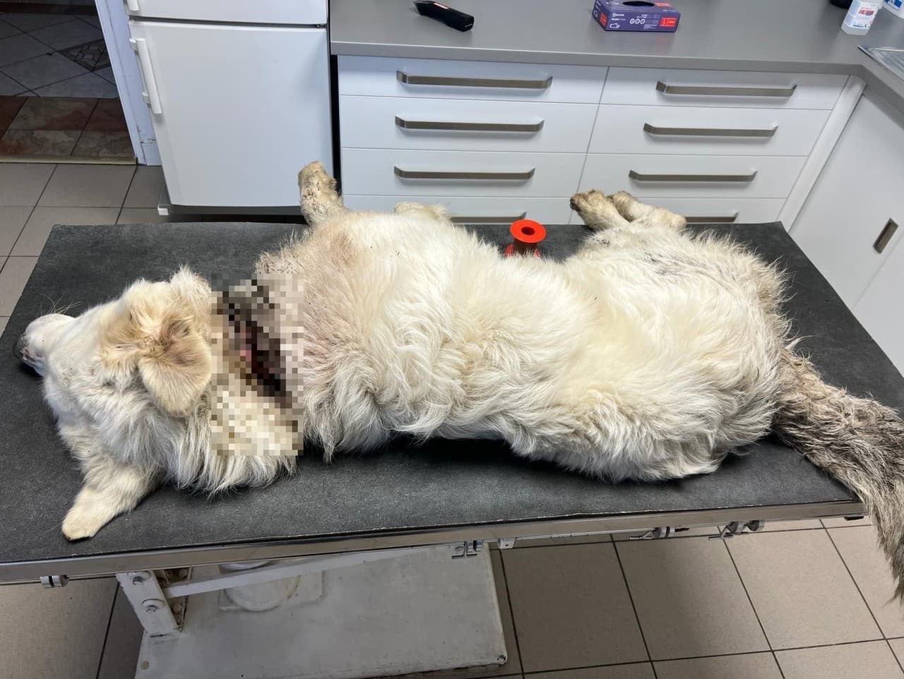 Ilustračný obrázok