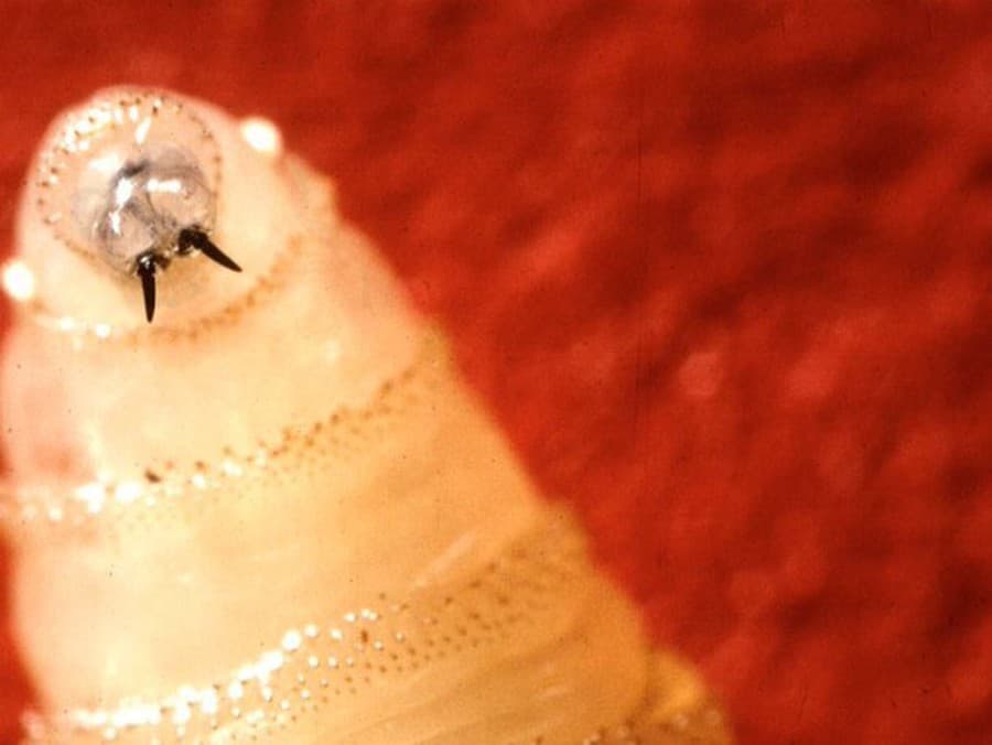 Mäsožravá larva prvýkrát infikovala človeka! 