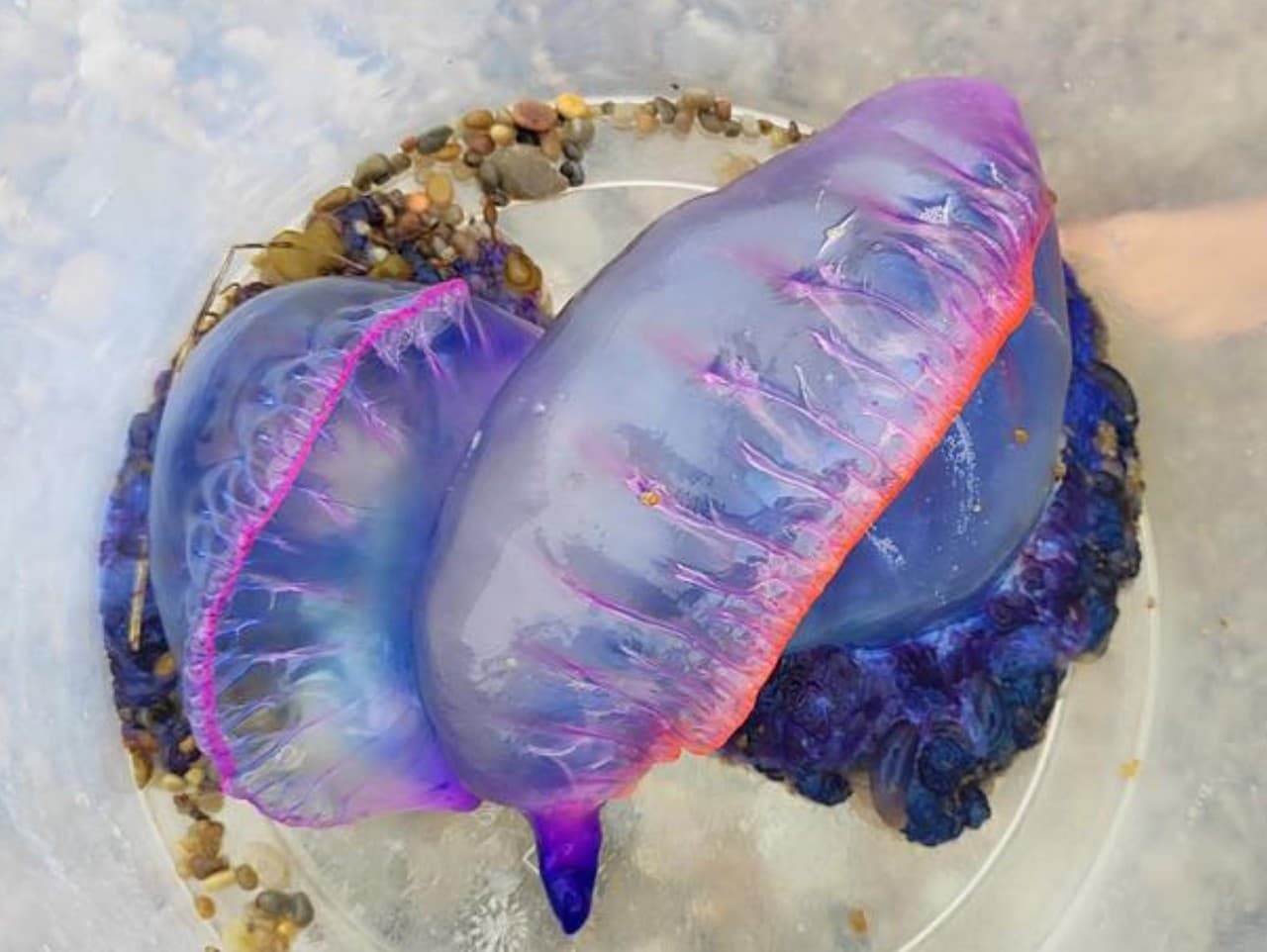 Na pobreží španielska turisti objavili nebezpečného morského tvora. S jeho odstránením musela pomôcť polícia. 