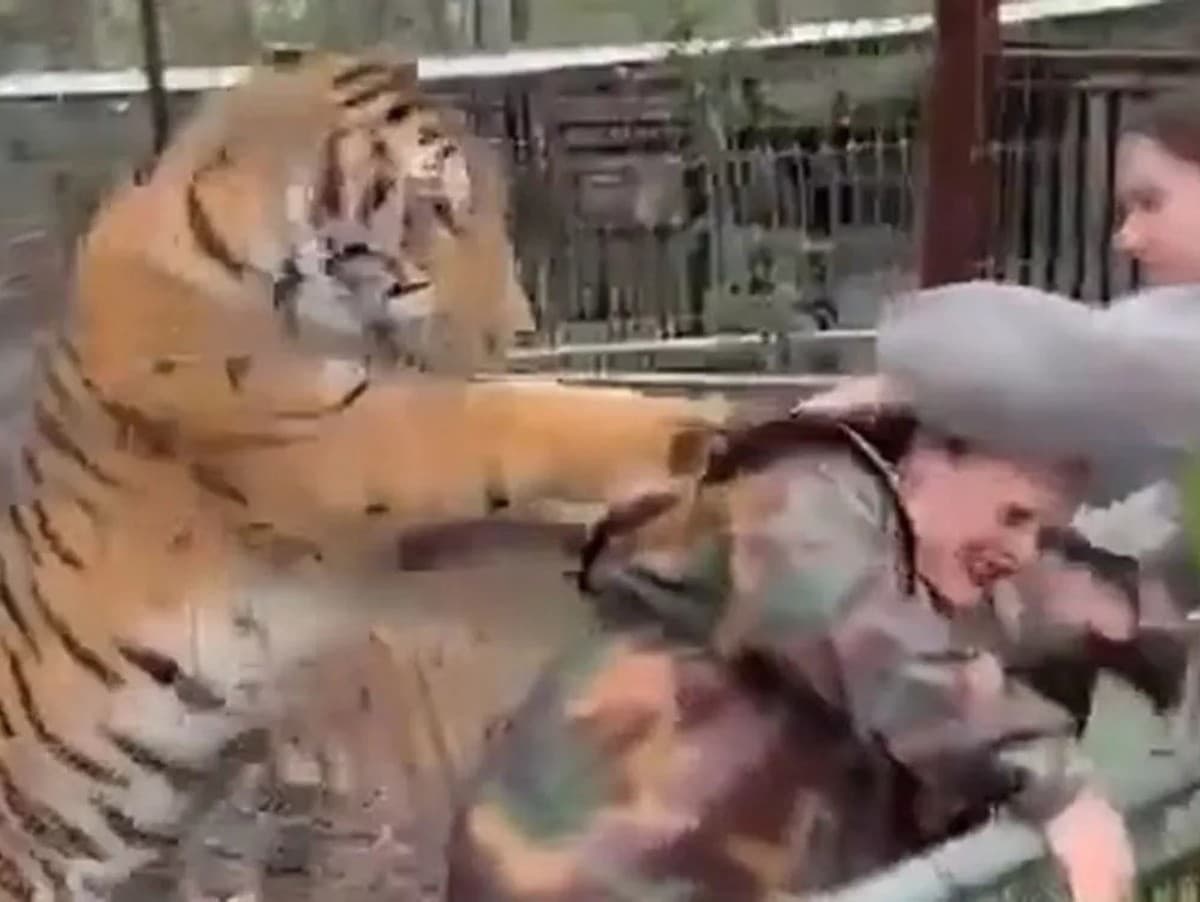 Tiger zaútočil na veterinárku.