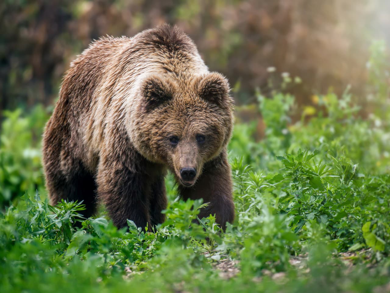 Ilustračný obrázok