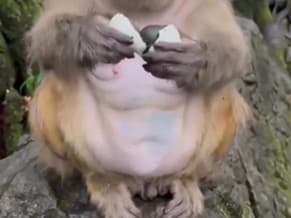 Opica nebola nadšená z tradičnej čínskej pochúťky.