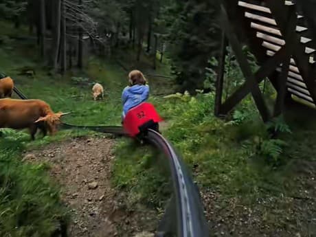 Krava prekvapila turistov na bobovej dráhe.