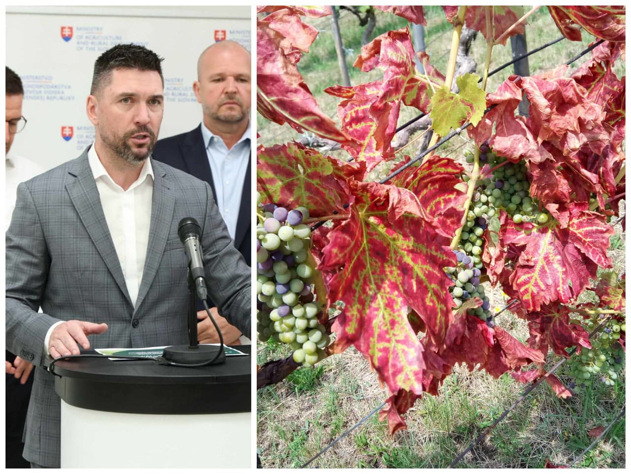 Agrorezort reaguje na šírenie zlatého žltnutia viniča.