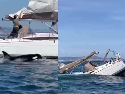 Neďaleko pláže Fonte da Telha pri Lisabone útočili kosatky na menšiu jachtu. 