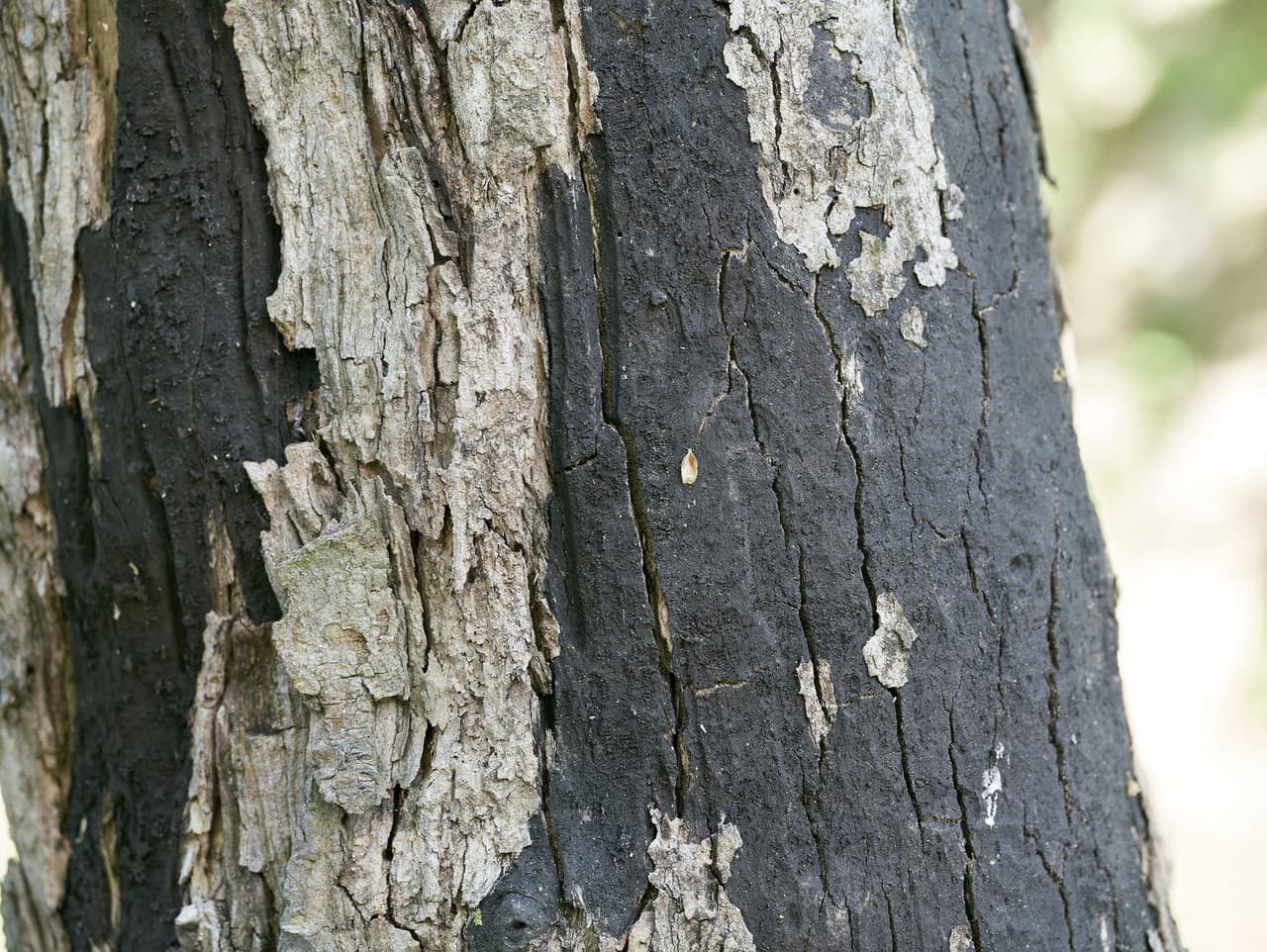 Cryptostroma corticale