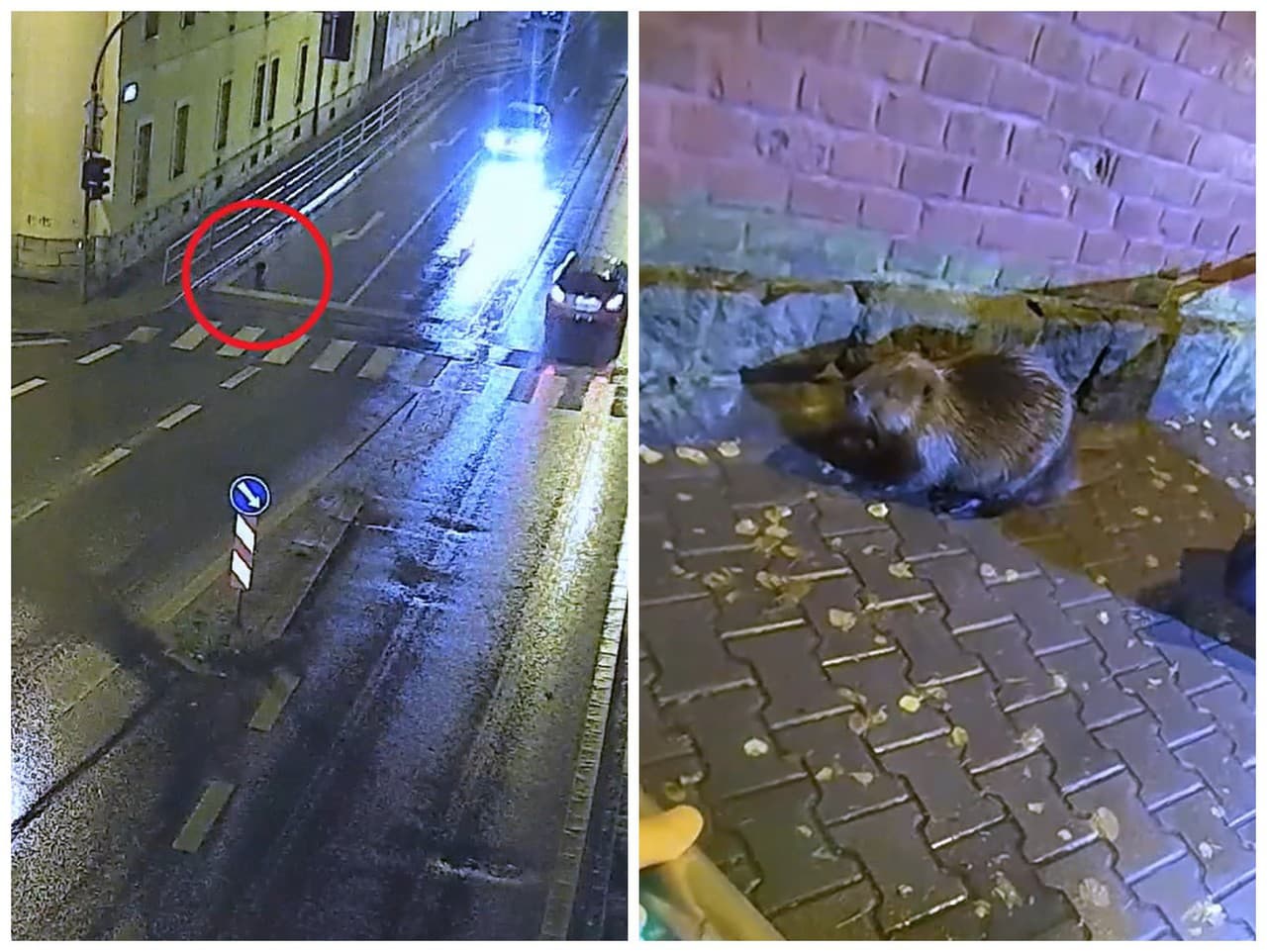 Bobra na ulici museli odchytiť.