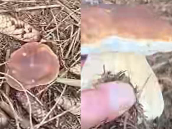 Hubár Aleš zažil v lese niečo neuveriteľné. V jednej sekunde prišiel o vzácny úlovok. 