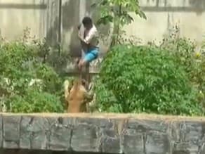 Levica zabila mladíka priamo pred očami návštevníkov!