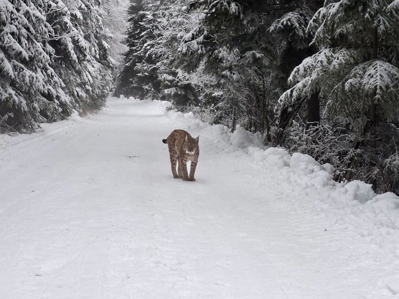 Ilustračný obrázok