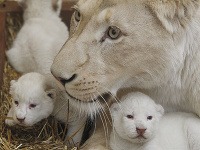 V poľskej zoo prišli na svet trojčatá leva bieleho