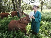 Rachael kŕmi osirelé sloníča