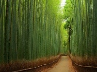 Bambusový les, Japonsko
