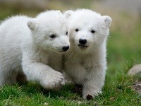 Dvojičky polárnych medvieďat sa prvýkrát ukázali verejnosti v zoo v Mníchove