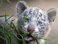 Trojmesačné mláďatá tigra indického