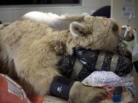 Medveď podstúpil jedinečnú operáciu poškodenej platničky