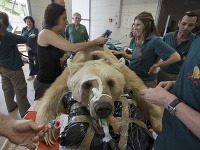 Medveď podstúpil jedinečnú operáciu poškodenej platničky