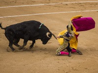 Býky zvíťazili v Madride nad toreadormi, ktorých zranili